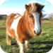 A Pet Pony